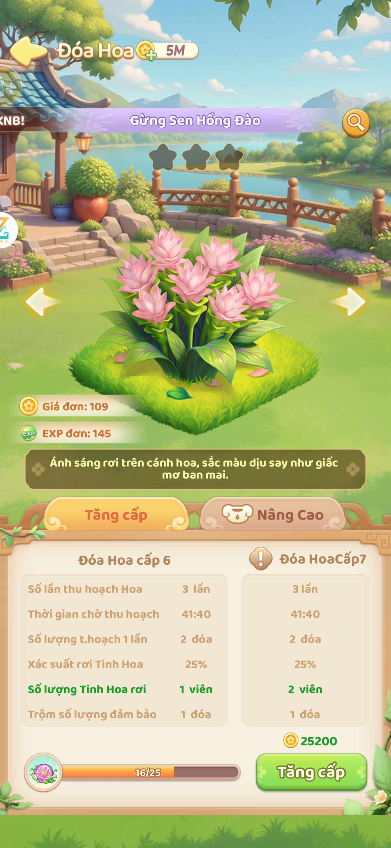 Gừng Sen Hồng Đào