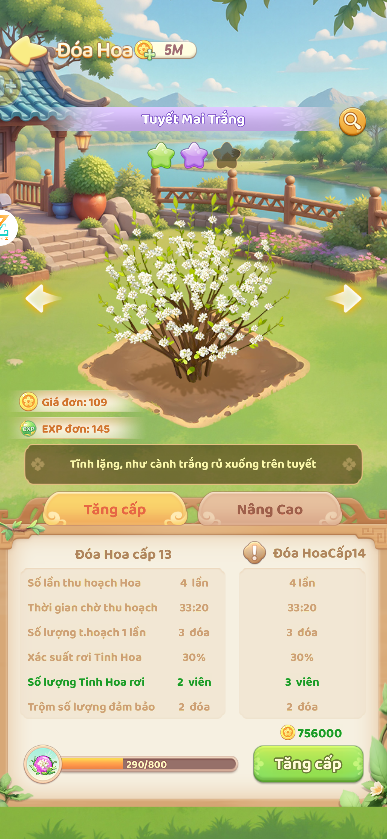 Tuyết Mai Trắng