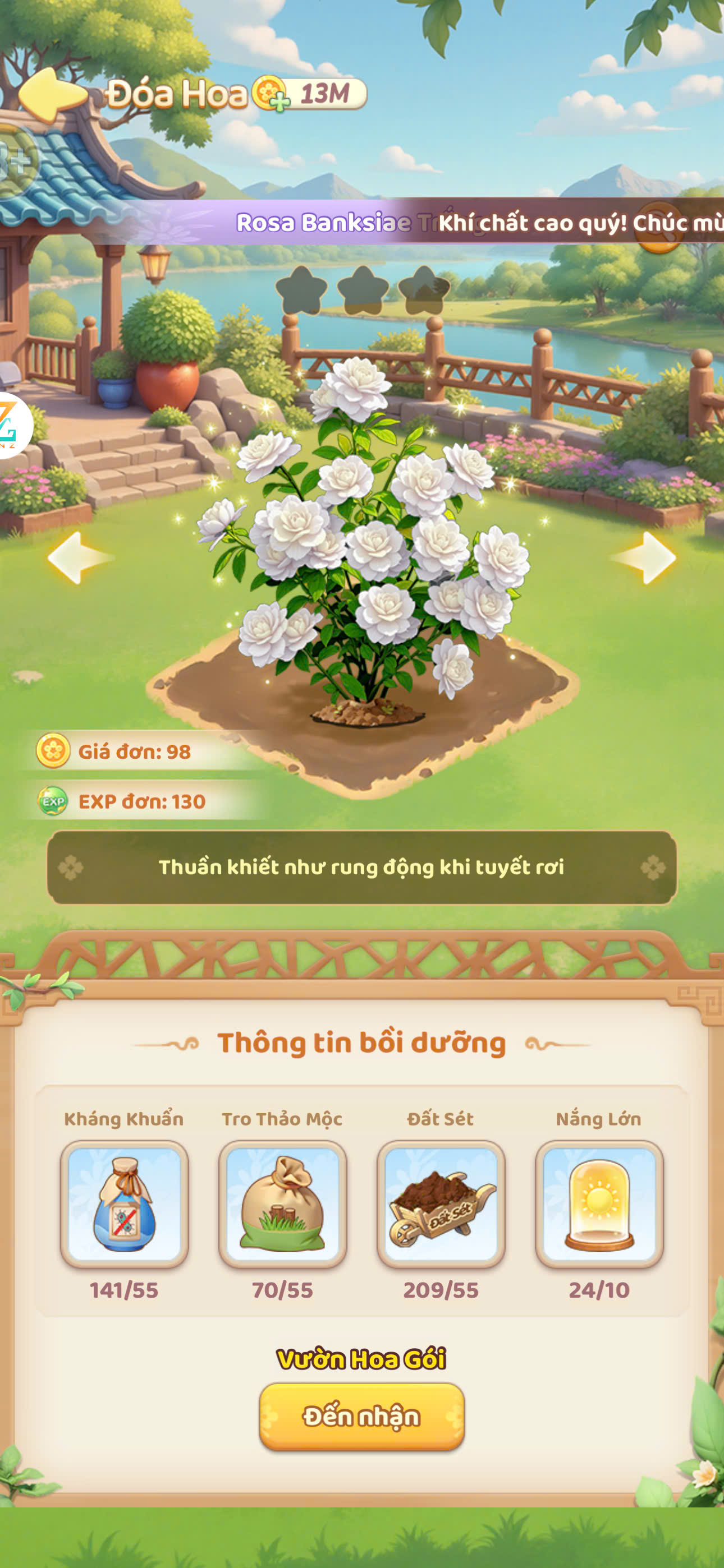 Rosa Banksiae Trắng